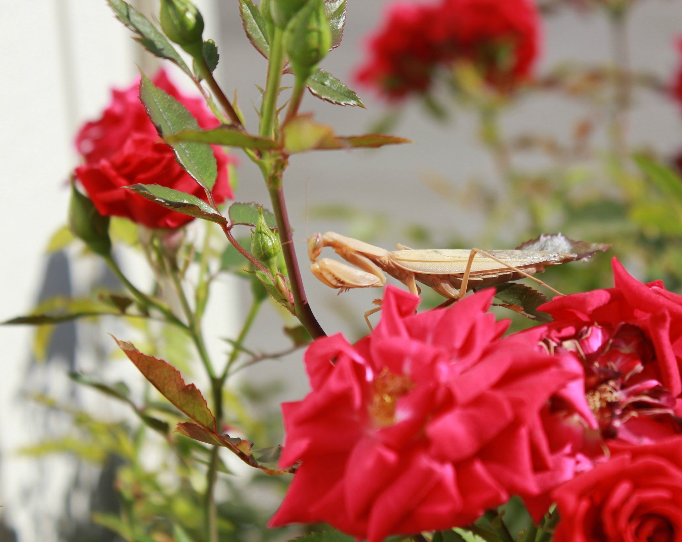 red roses and brown praying mantis