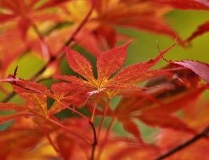 Maple, Japanese Maple, Leaves, Leaf, leaf, autumn thumbnail