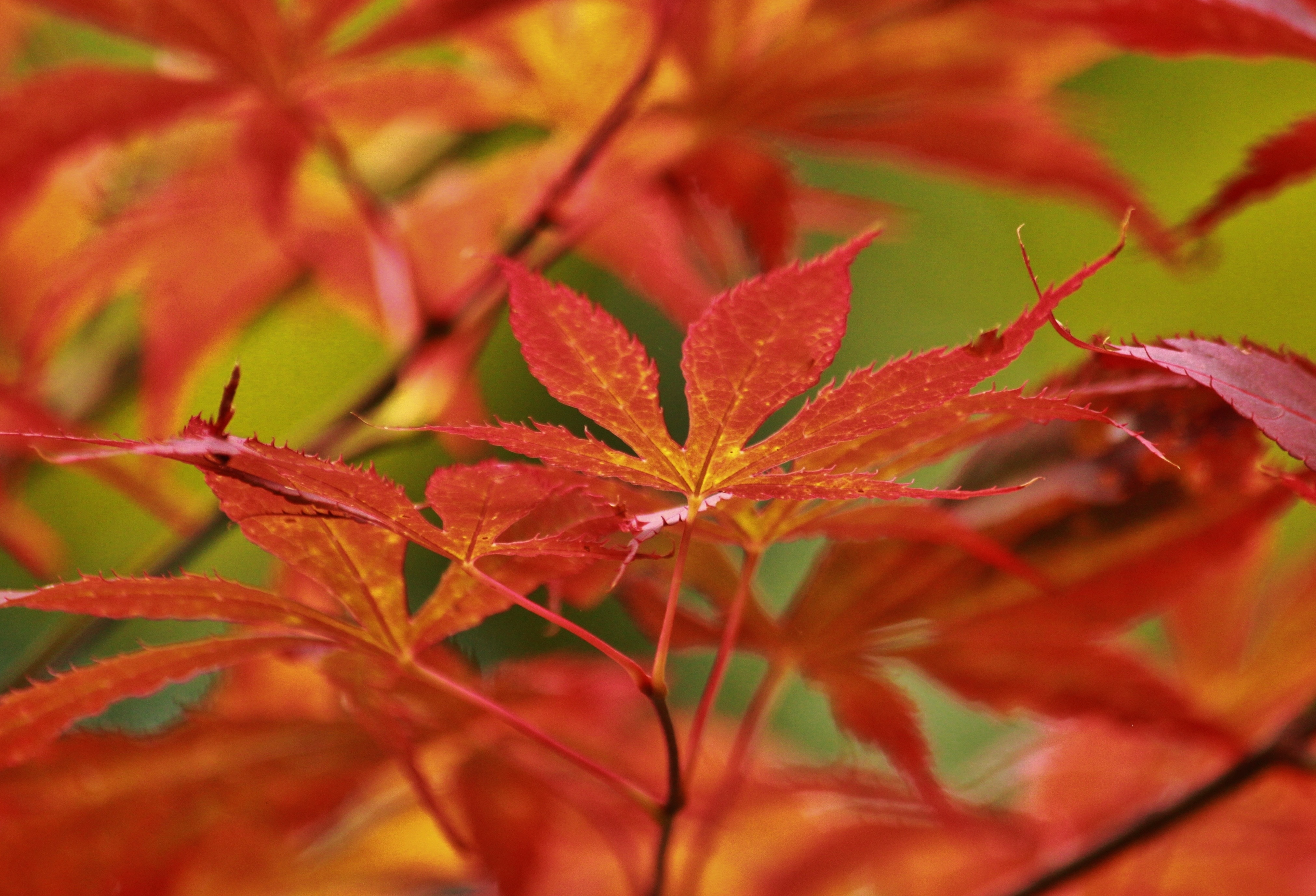 Maple, Japanese Maple, Leaves, Leaf, leaf, autumn
