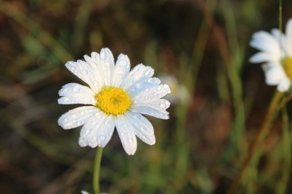 white-and-yellow daisy preview