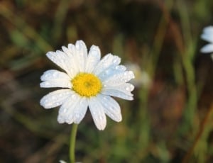white-and-yellow daisy thumbnail