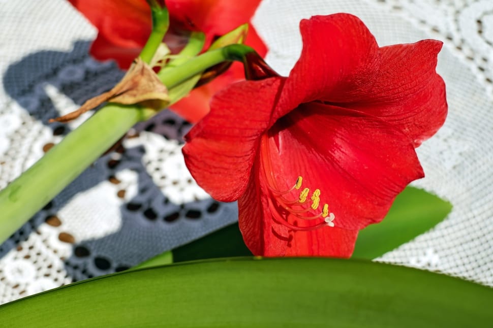 red amaryllis preview