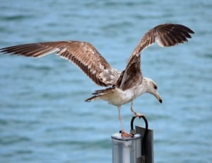 brown and white seagull thumbnail