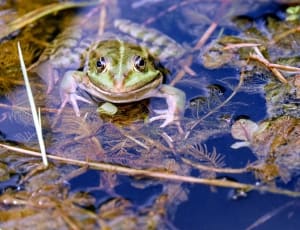 green and white frog thumbnail