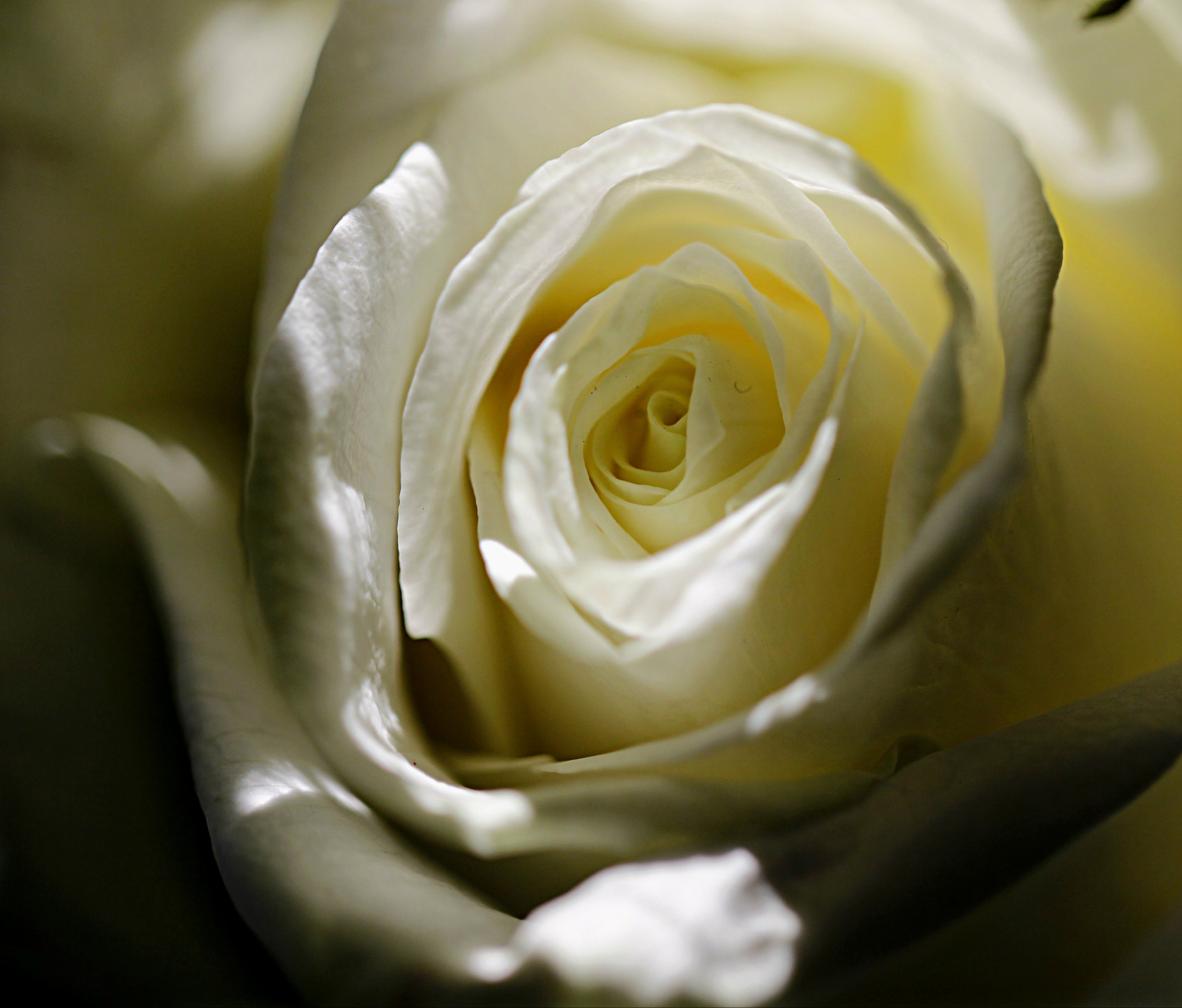 white rose