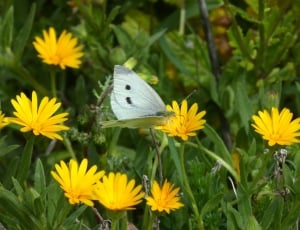 gray and black butterfly thumbnail