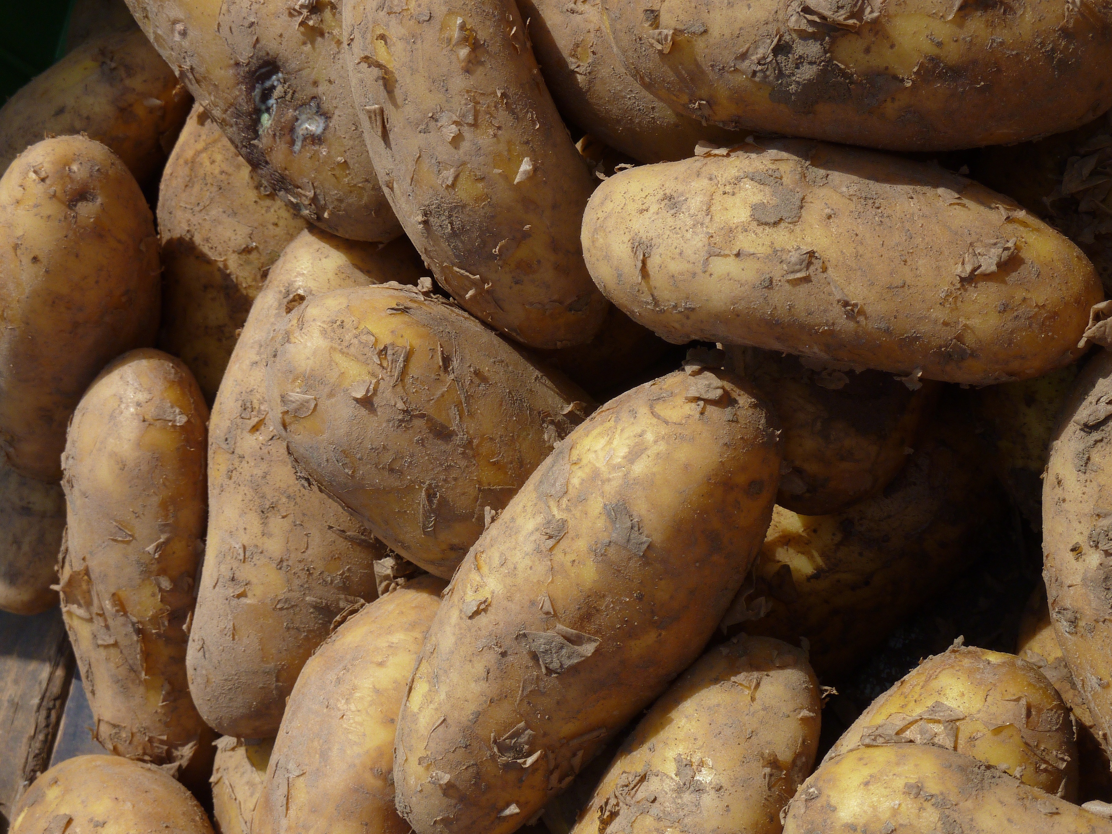 Сорта картофеля устойчивые к фитофторозу. Картофель. Дикий картофель. Коричневый картофель. Крупные клубни картофеля.
