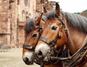 2 brown and black haired horses thumbnail