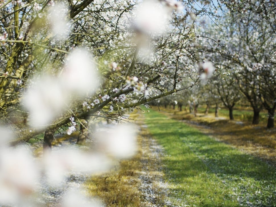 selective focus photo of cherry blossom trees field during daytime preview
