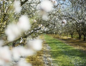 selective focus photo of cherry blossom trees field during daytime thumbnail