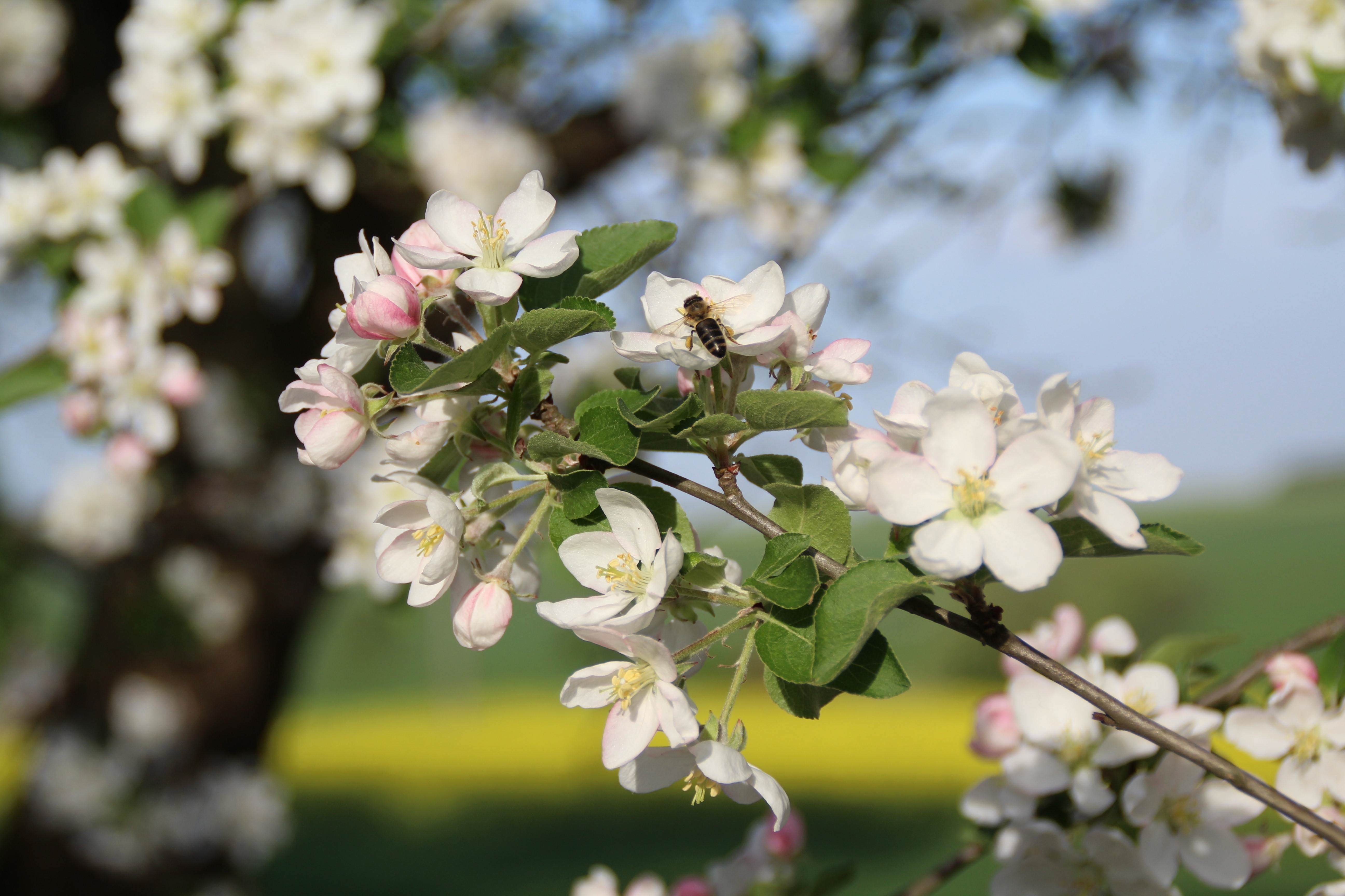 Яблоки цветы весны. Цветущие яблони. Яблоневый сад в цвету. Яблоня цветёт. Яблочный цвет сад\.
