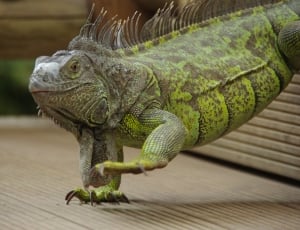 green and gray iguana thumbnail