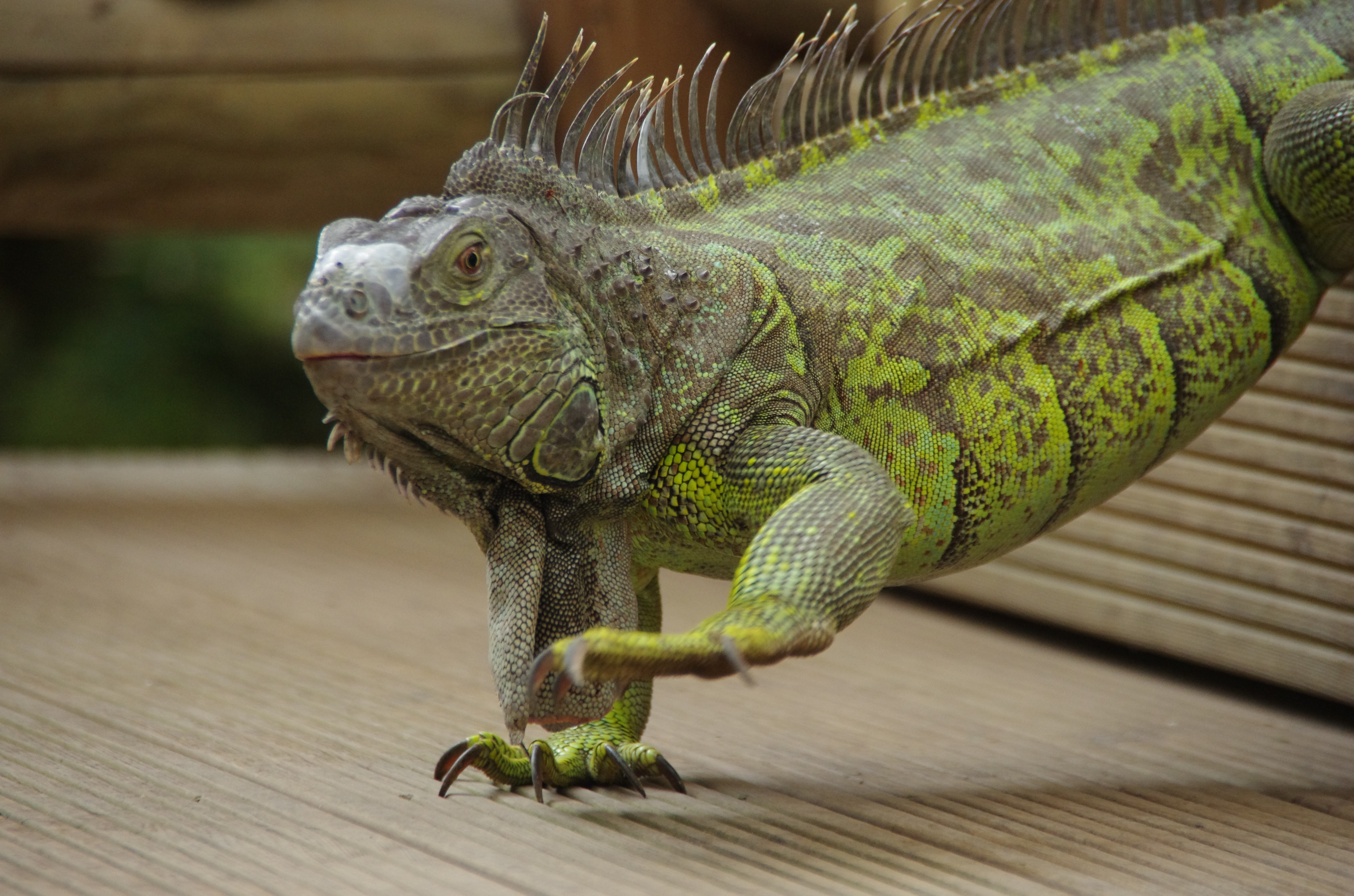 green and gray iguana