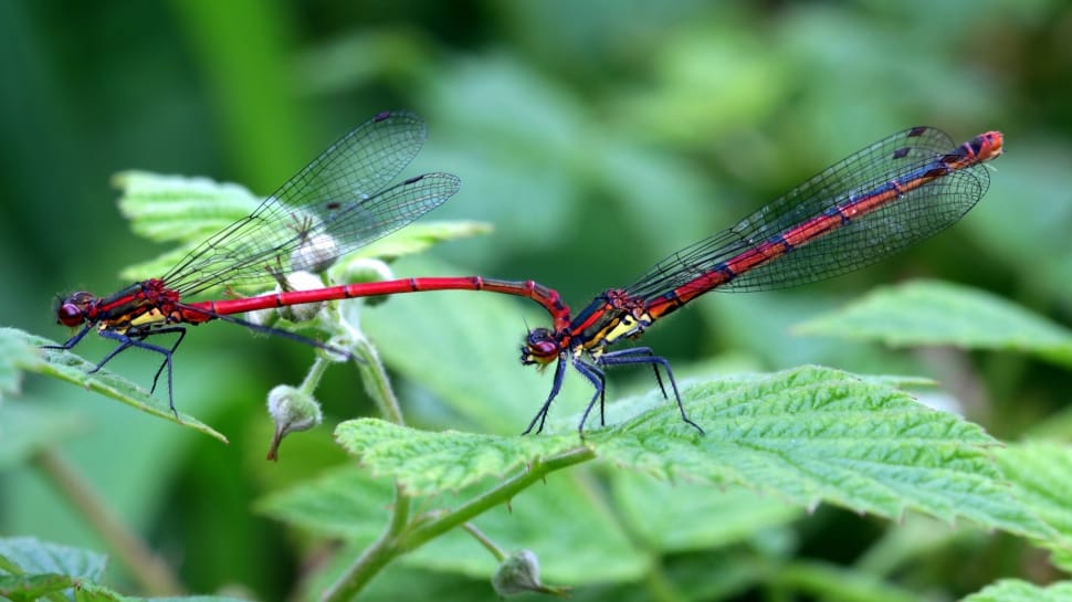 two red damselfly preview