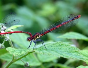 two red damselfly thumbnail