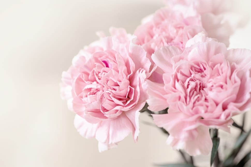 close up photography of pink flowers preview