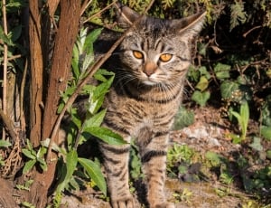 silver tabby cat beside brown tree during daytime thumbnail
