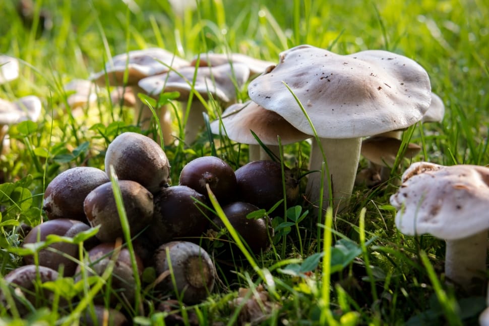 close up photo of white mushroom with purple fruits on green grass preview