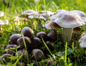 close up photo of white mushroom with purple fruits on green grass thumbnail