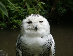 white and black owl thumbnail