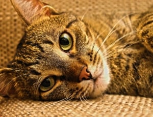Cat, Relax, Rest, Kitten, Peaceful, one animal, pets thumbnail