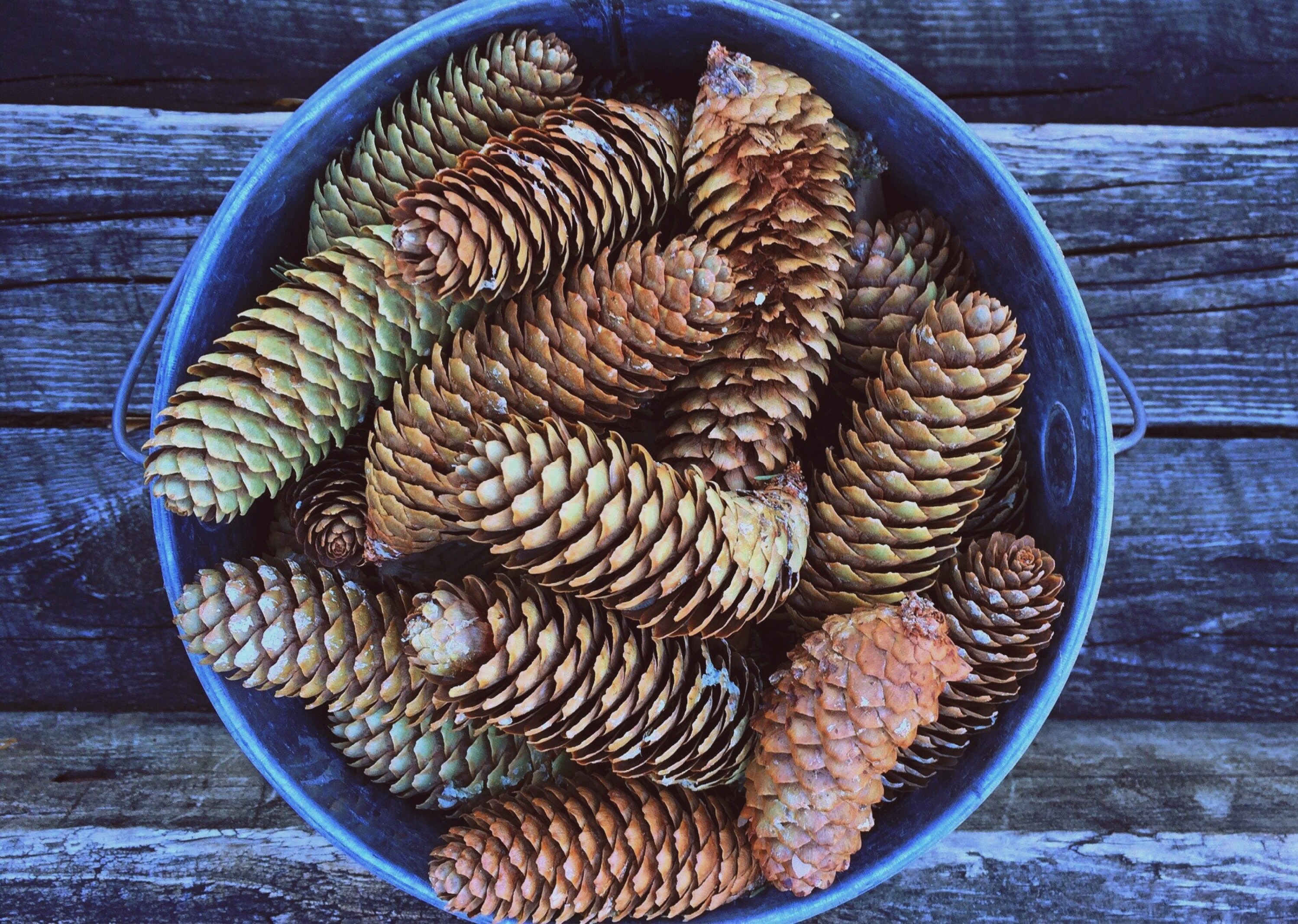 pinecone lot