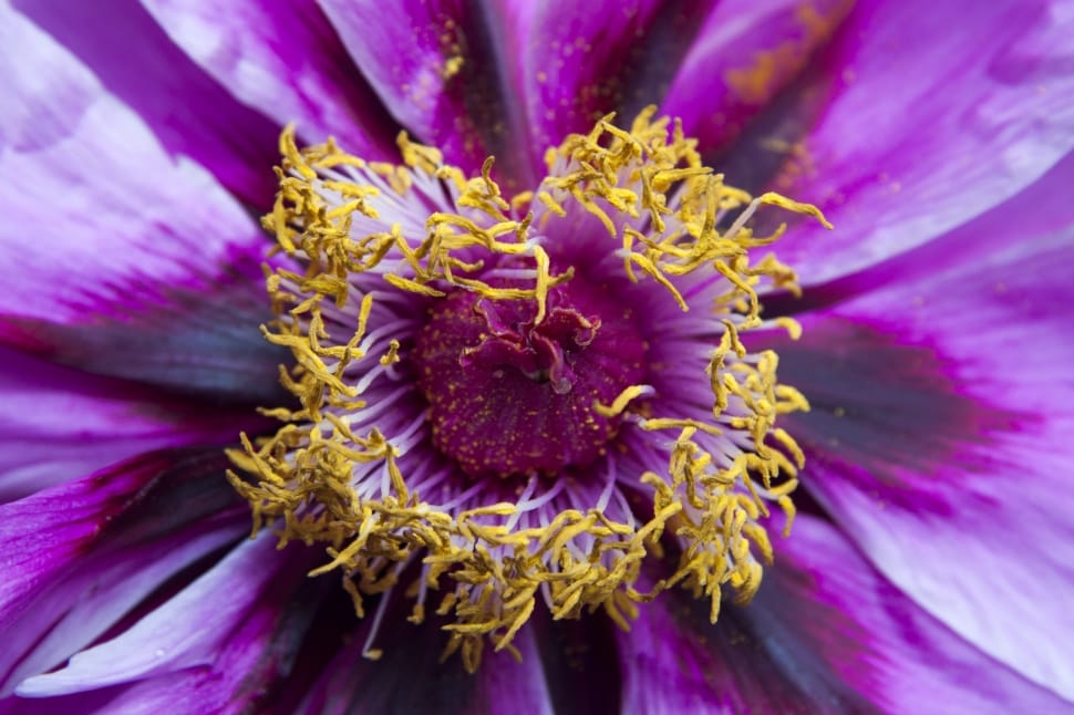 purple and yellow flower plant preview