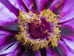 purple and yellow flower plant thumbnail