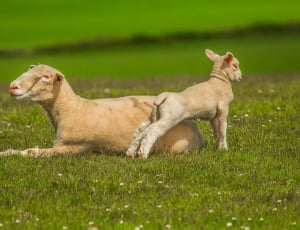 brown sheep with lamb on green grass thumbnail