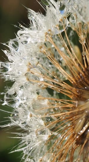 white dandelion flower thumbnail