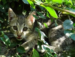 grey and white tabby cat near green leaves thumbnail
