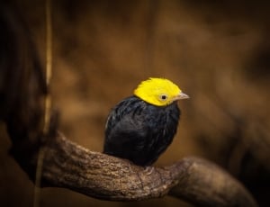 black and yellow short beak bird thumbnail
