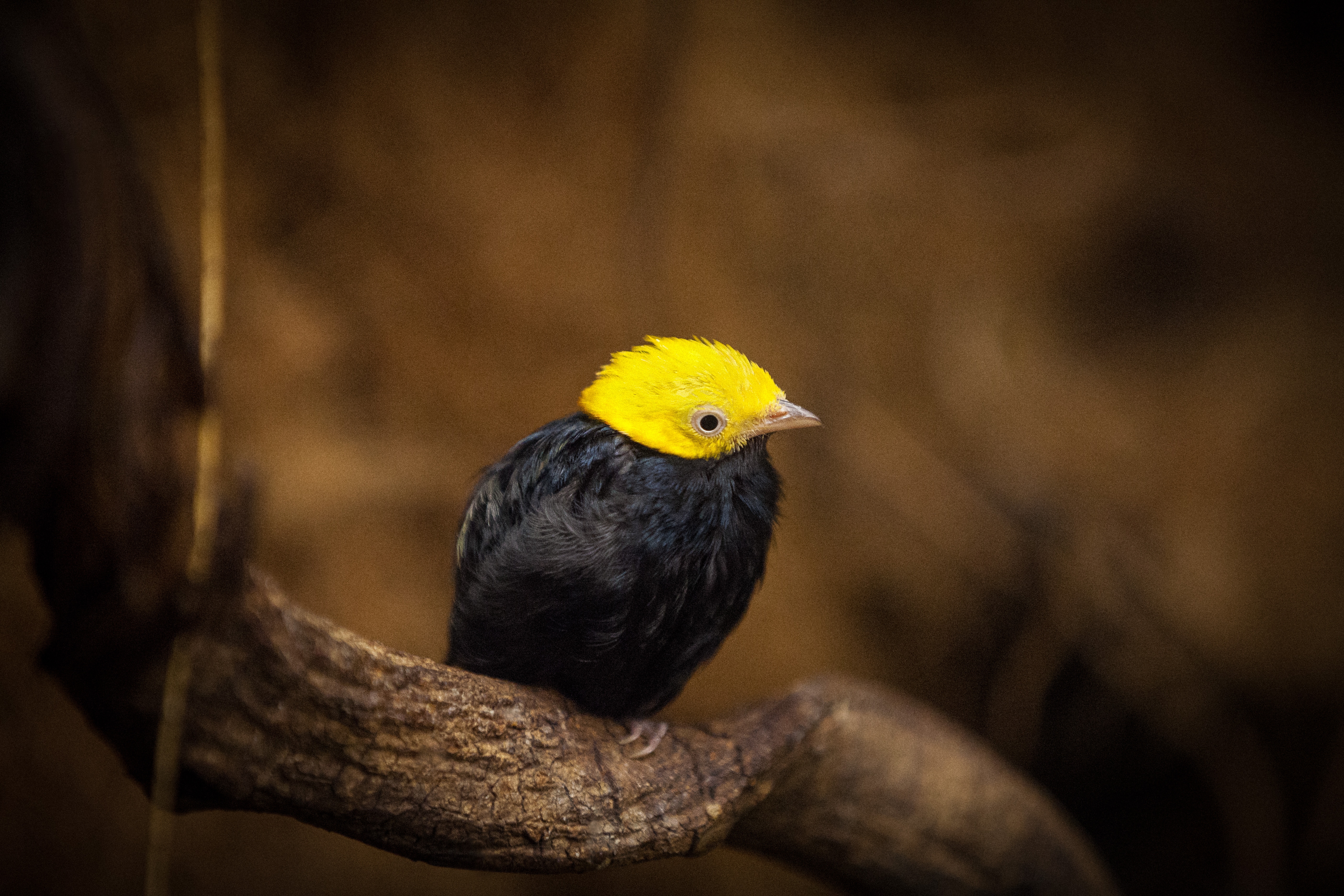 black and yellow short beak bird