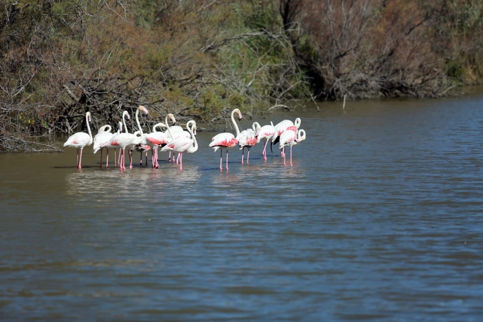 flamingos standing in river preview