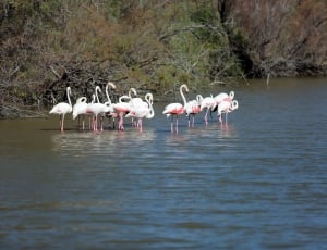 flamingos standing in river thumbnail