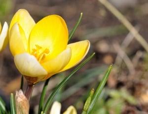 two yellow petaled flowers thumbnail