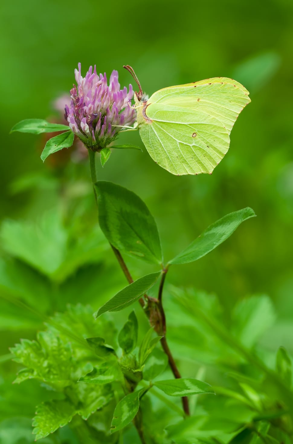 Butterfly, Males, Gonepteryx Rhamni, leaf, green color preview
