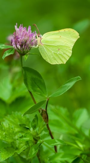 Butterfly, Males, Gonepteryx Rhamni, leaf, green color thumbnail