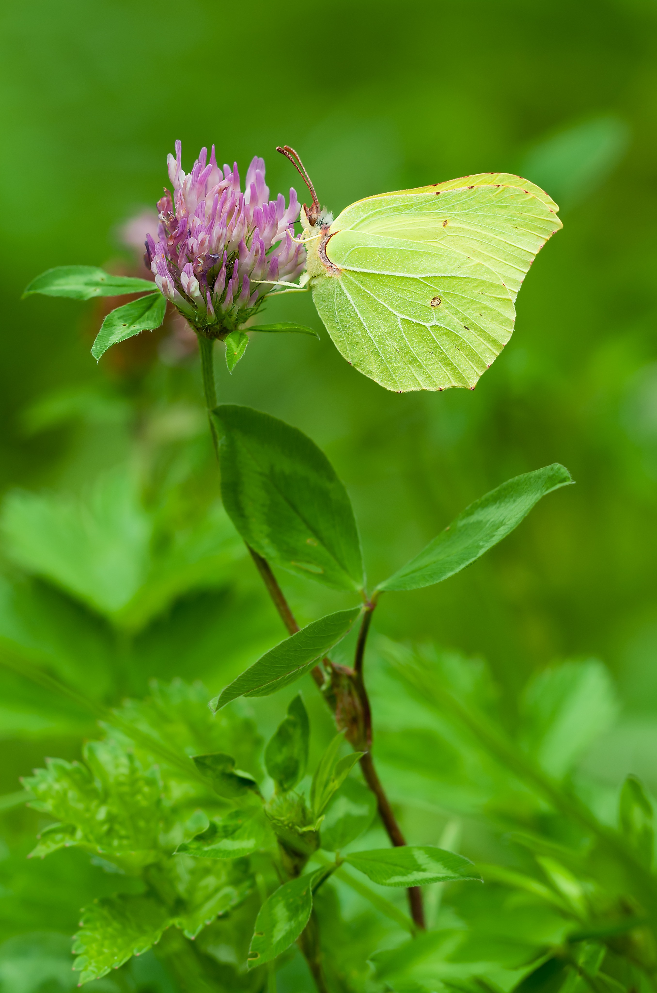 Butterfly, Males, Gonepteryx Rhamni, leaf, green color