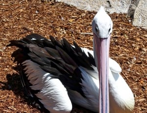 white and black pelican thumbnail