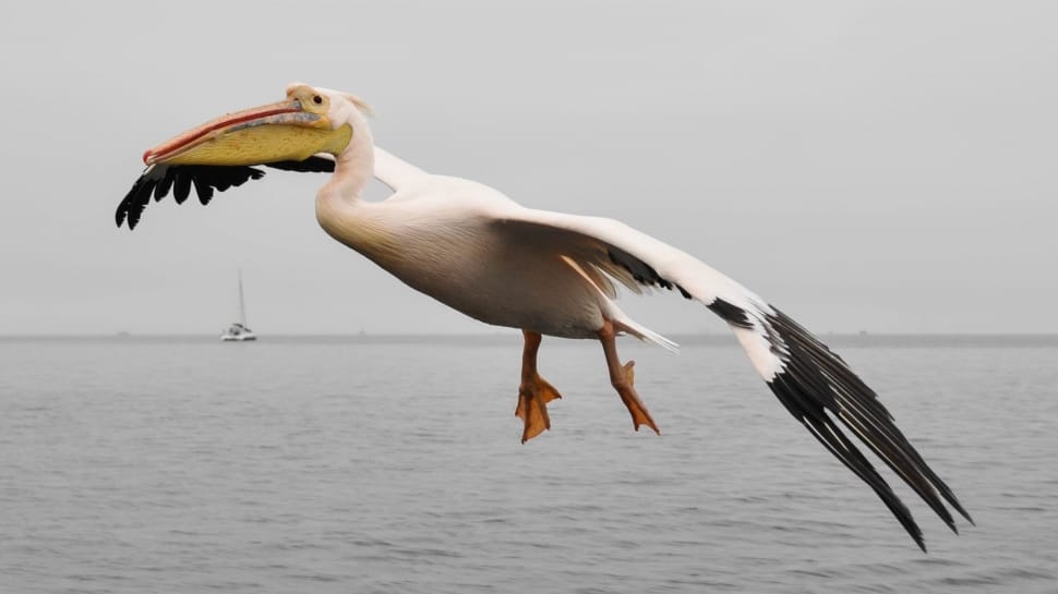 Pelikan, Nature, Sea, Animal, Bird, Sky, one animal, animal wildlife preview