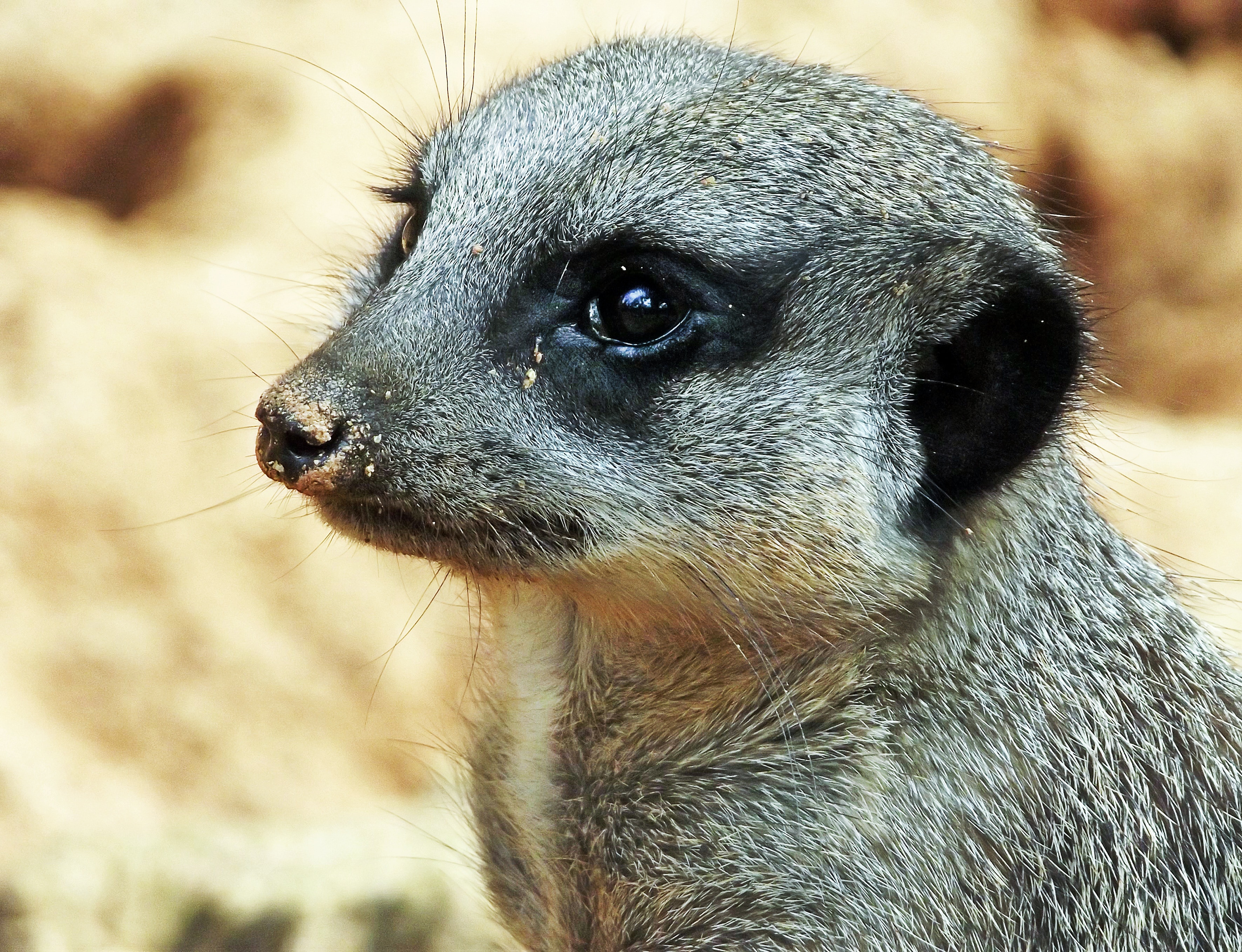 lack and brow meerkat