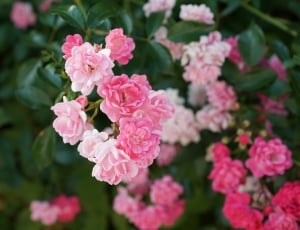selective focus photography of pink and white petaled flowers thumbnail