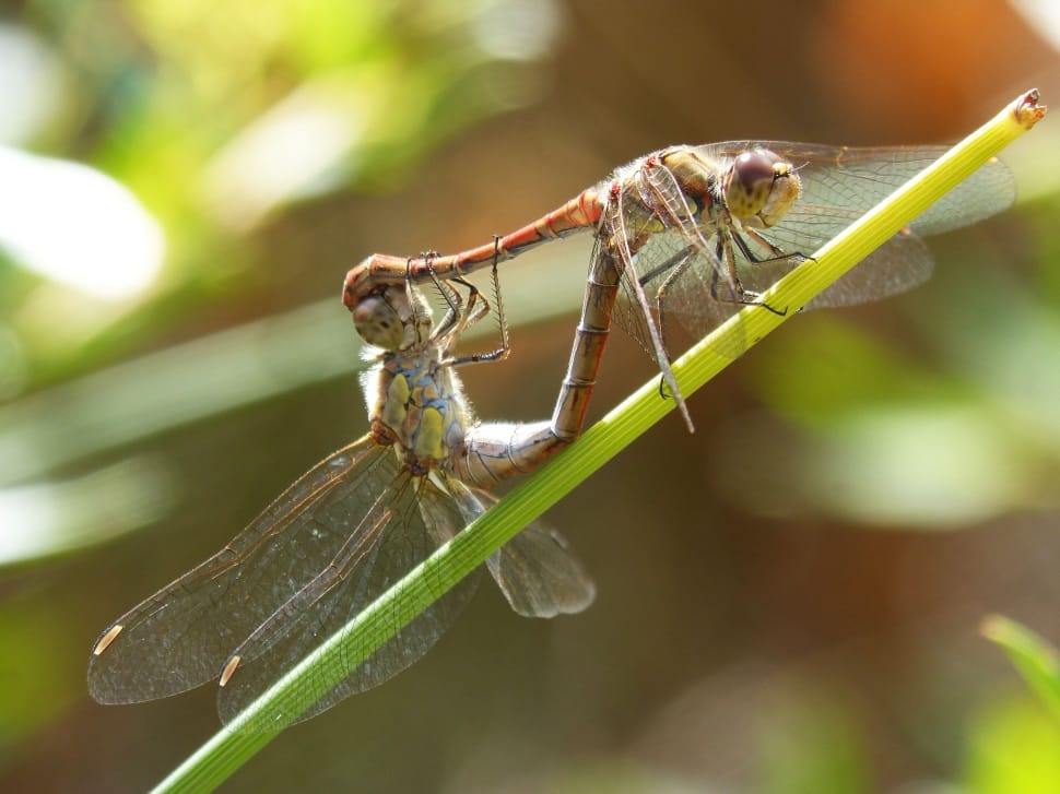 2 dragonflies preview