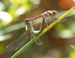2 dragonflies thumbnail