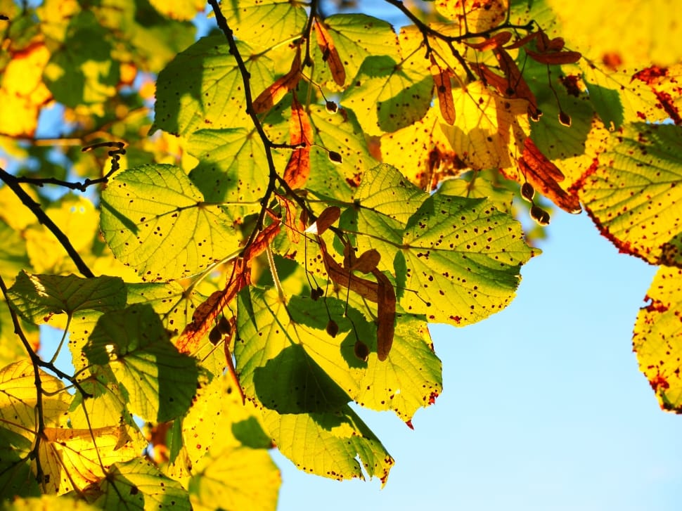 green leaf tree preview