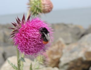 pink flower with bee thumbnail