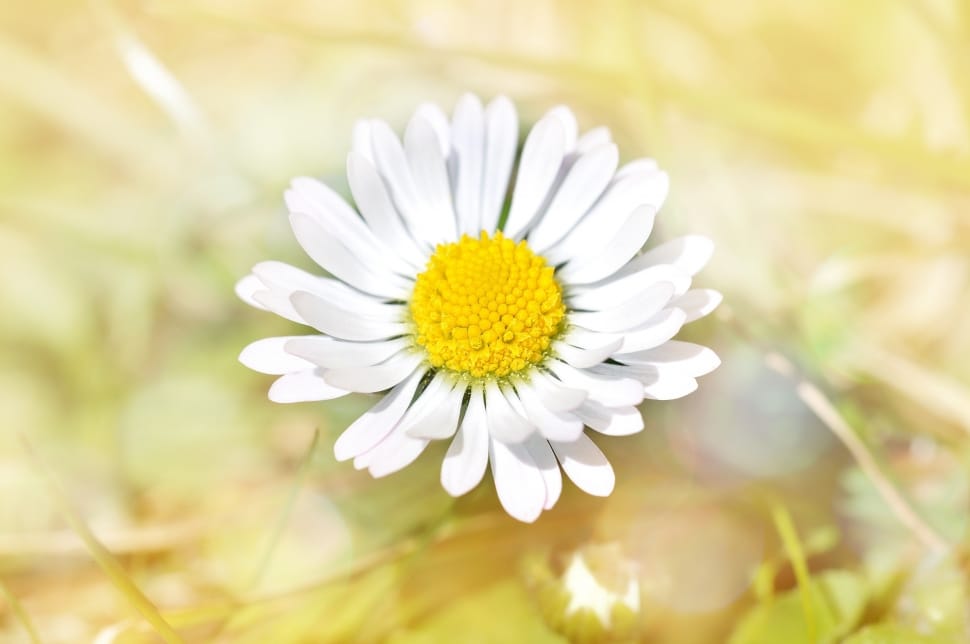close up photo of a white daisy flower in bloom during day time preview