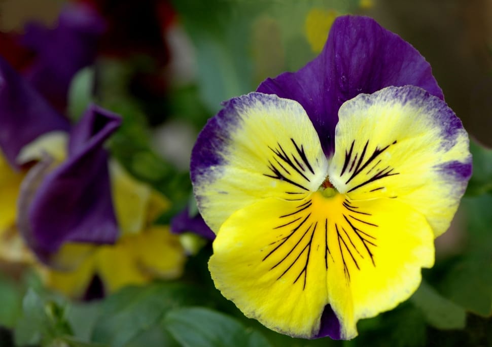 yellow and purple petal flower preview