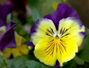 yellow and purple petal flower thumbnail